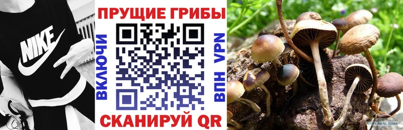 Псилоцибиновые грибы GOLDEN TEACHER  купить закладку  маркетплейс Telegram  Шимановск 